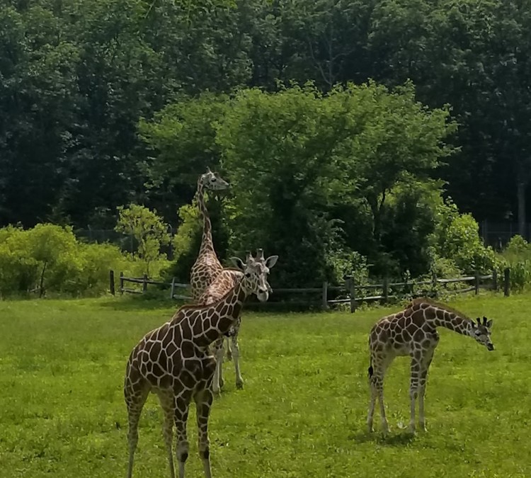 giraffes-photo